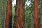 As milenares sequoias do Mariposa Grove, no Yosemite National Park, na Califórnia, nos Estados Unidos